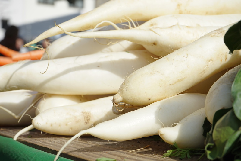no people, radix, white beer radish, raphanus sativus var, selective, root vegetable, root, retail, radishes, organic, raphanus, albus, fishing industry