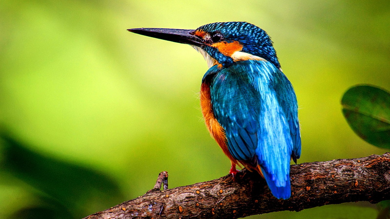 bird, 4K, kingfisher