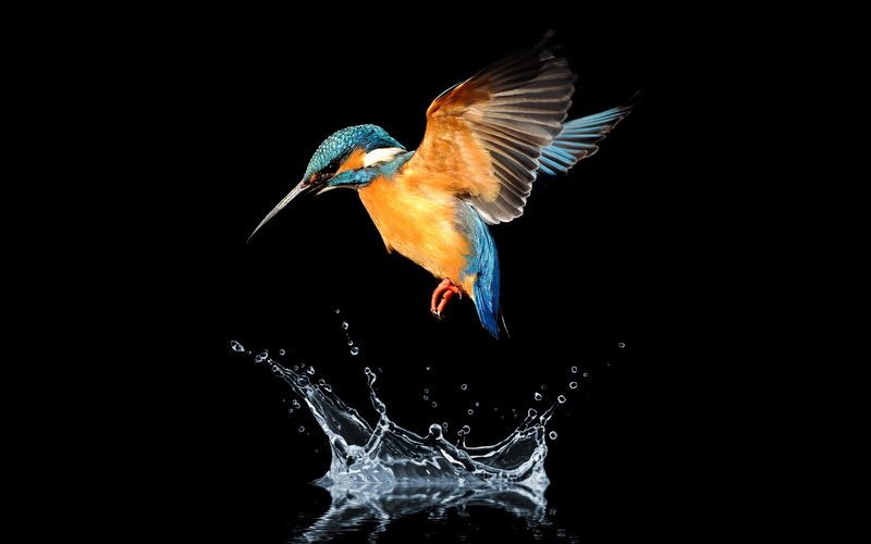 Birds, 1080P, Bird, Animal, Kingfisher, Water