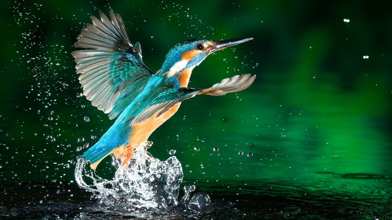 water drops, animals, birds, kingfisher, 1080P