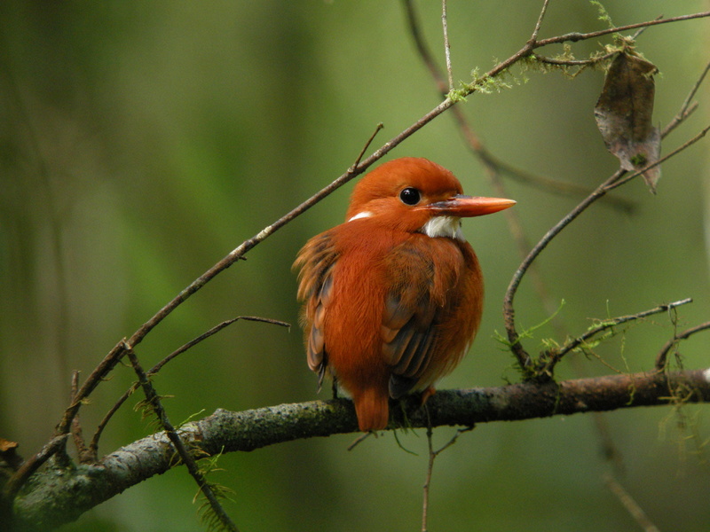 park, selective focus, wildlife, digiscoping, Madagascar Pygmy-Kingfisher, Ispidina madagascariensis, nature, Martin, 720P, madagascar, focus, brown bird