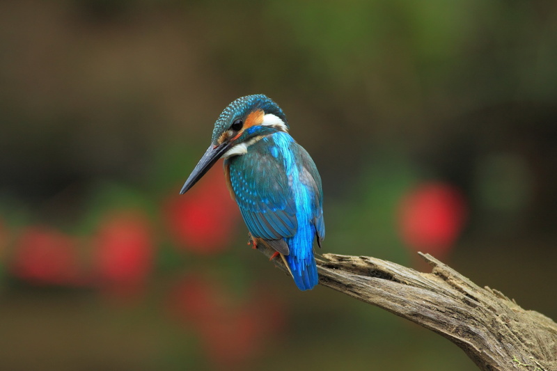 animal, outdoors, perching, blue, tree, animal themes, focus on foreground, animals, nature, animal wildlife, 2K, bird, branch, one animal, animals in the wild