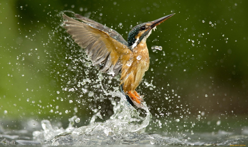 1080P, animals, birds, kingfisher