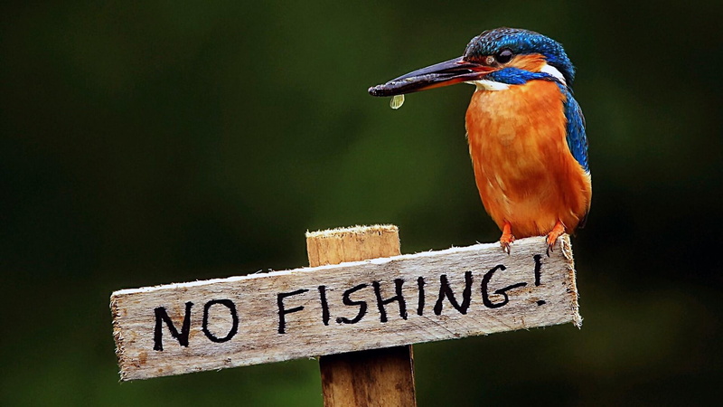 kingfisher, bird, prohibition, 1080P, funny