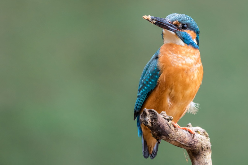 blue, Tours, branch, alcedo atthis, Feldberger Seenlandschaft, beak, Eisvogel, on top, animal, wildlife, tree branch, top, River Kingfisher, 1080P, tree