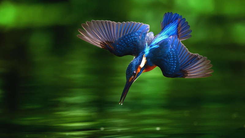 one animal, kingfisher, no people, bird, vertebrate, fly, nature, blue, animal, animal themes, spread wings, water, day, focus on foreground, hunting, animals in the wild