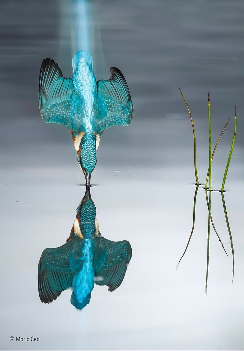 animal wildlife, animals, environmental issues, kingfisher, technology, studio shot, portrait display, environment, sea, power in nature, bird, environmental conservation