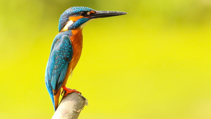 photography, 1080P, birds, kingfisher