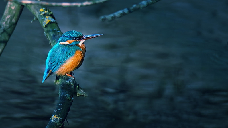 blue, nature, vertebrate, beauty in nature, animals in the wild, no people, animal themes, perching, beak, kingfisher, one animal, animal, focus on foreground