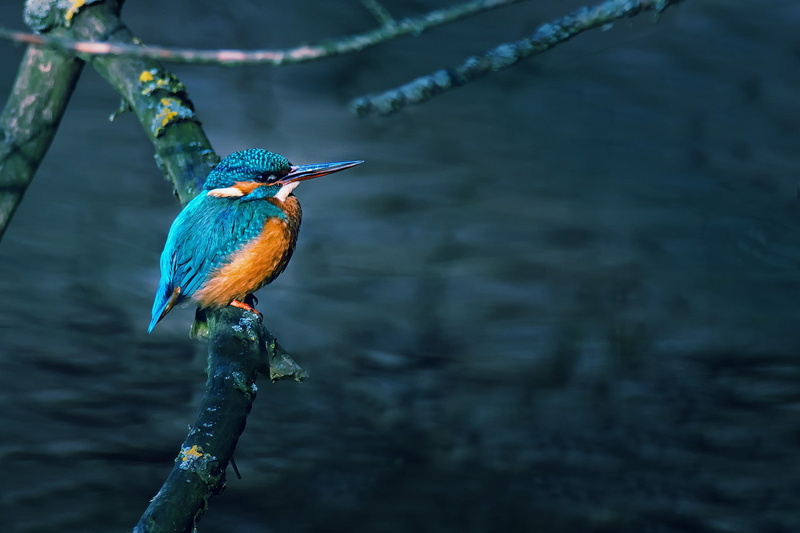 birds, kingfisher, 1080P, water, branch
