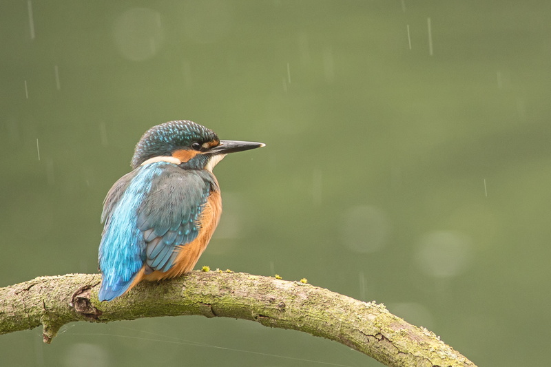 blue, king, animals In The Wild, nature, animal, kingfisher, multi Colored, selective, branch, 5K, focus, beak, wildlife, bird, fisher