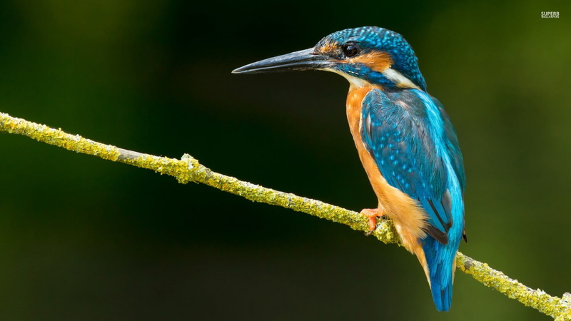 birds, blue, animal themes, white, fish, animal wildlife, looking away, day, 1080P, perching, focus on foreground, nature, beak, tree, outdoors, twig