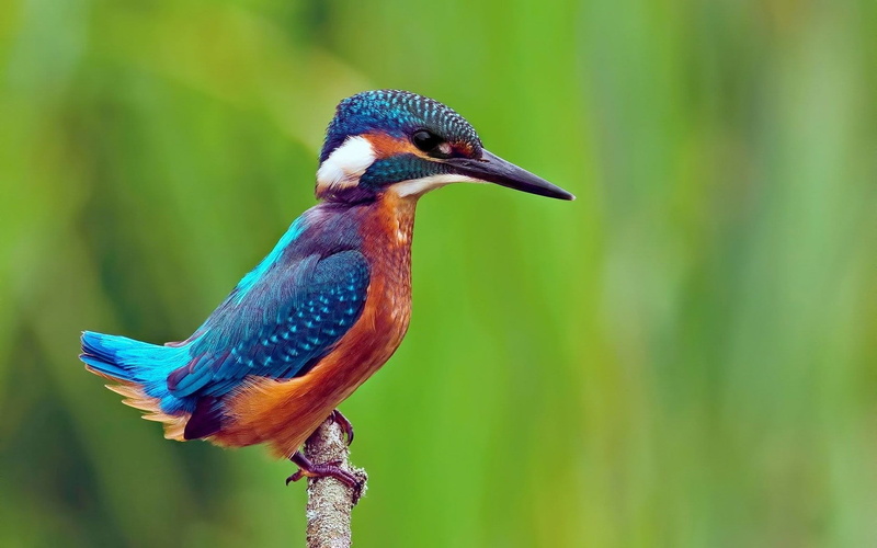 perching, one animal, animals in the wild, close-up, animals, focus on foreground, bird, green color, profile view, nature, vertebrate, side view, 720P