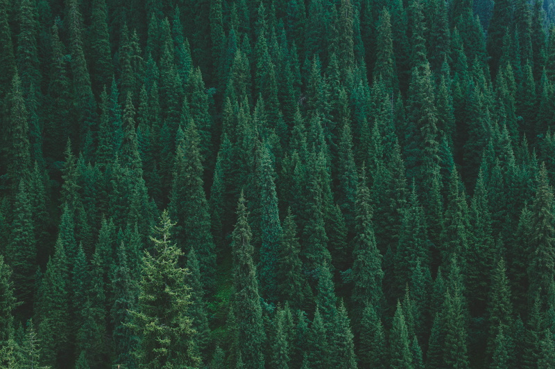 plant, winter, pinaceae, no People, tree, green, season, spruce Tree, tranquility, fir Tree, top view, land, pine woodland, non-Urban Scene, mountain, scenics - nature