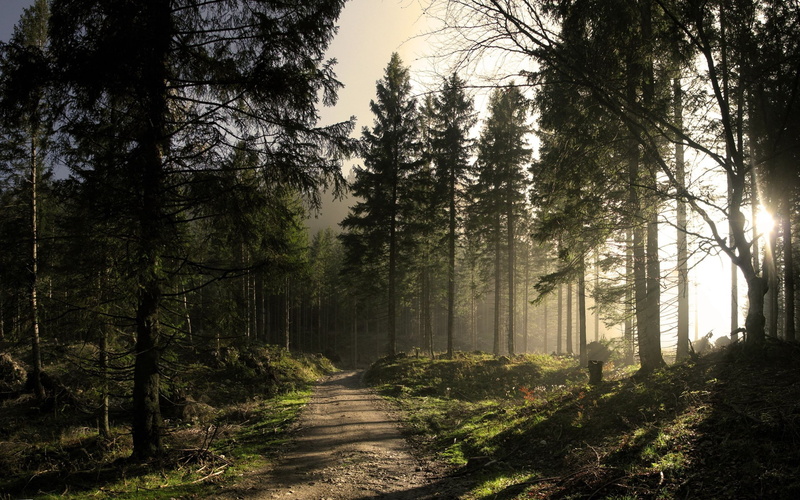 forest, trees, pathway, 2K, nature