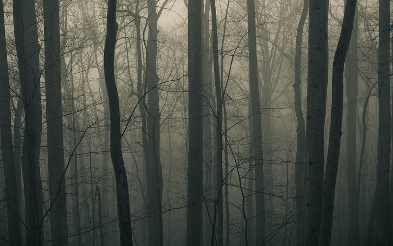 tranquil scene, 2K, spooky, fogs, muted, tree, land, nature, beauty in nature, no people, mist, photo, plant, tree trunk, non-urban scene, branch, trunk