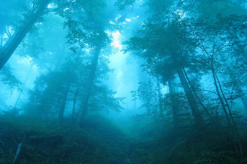 land, path, tall, cyan, shrubs, mist, growth, hazy, low angle view, beauty in nature, tranquility, sunlight, fogs, no people, woodland, Switzerland, streaming