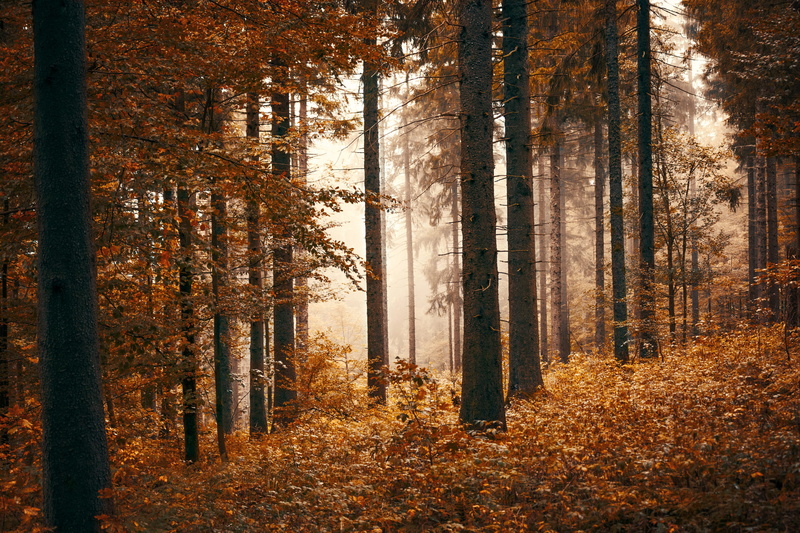 idyllic, misty, countryside, dusk, wood, foggy, coniferous tree, mist, tree trunk, fog, idyll, tree, plant, fall, colors of autumn, season, autumn leaves