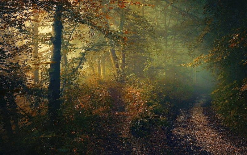 autumn, mist, tranquility, change, woodland, tranquil scene, nature, outdoors, 720P, tall, plant, shrubs, sunlight, tree, fall, beauty in nature