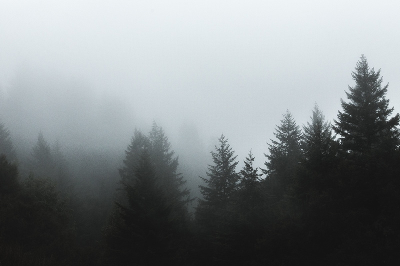 foggy, no people, beauty in nature, cold temperature, growth, day, woods, coniferous tree, photo, environment, pine tree, outdoors, non-urban scene, pine woodland