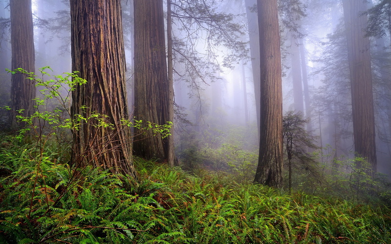 Redwoods, USA, Forest, Landscape, Spring, California, Mist, 1080P, Morning