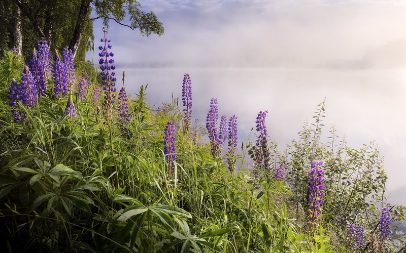 Morning, Flowers, 1080P, Fog, Lake