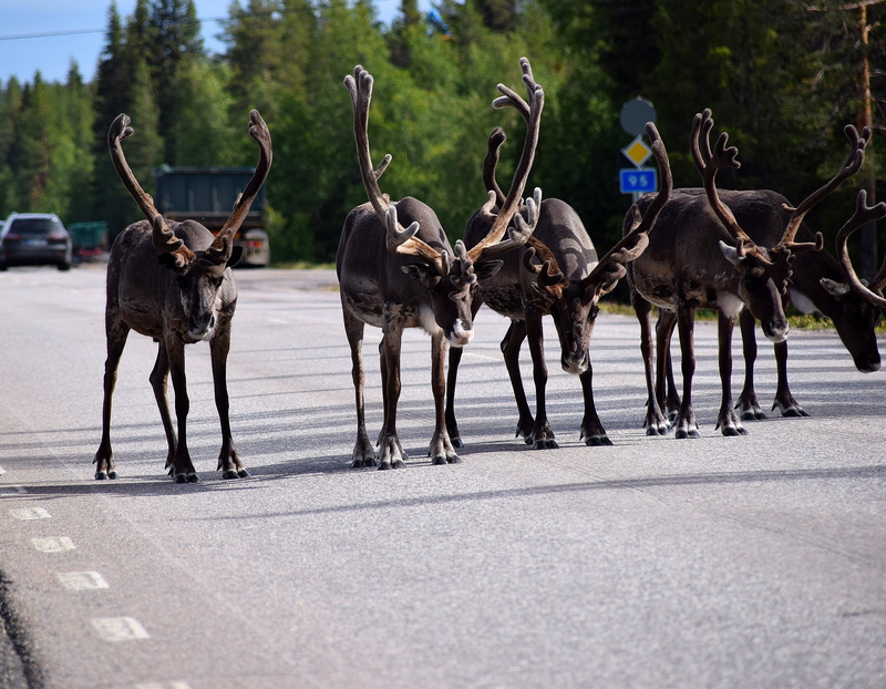 map, mammal, vertebrate, large group of animals, 5K, animals in the wild, sweden, herd, antler, nature, arctic circle, day, group of animals, tree, jam
