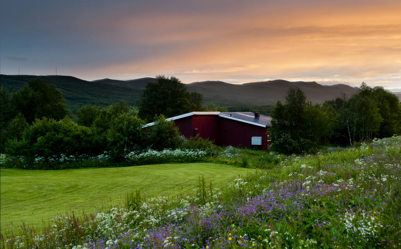 trees, sun  red, sunset, Northern light, sverige, red  orange, härjedalen, summer, 4K, cloudy, tänndalen, landscape, outdoors, green, jämtland, scandinavia