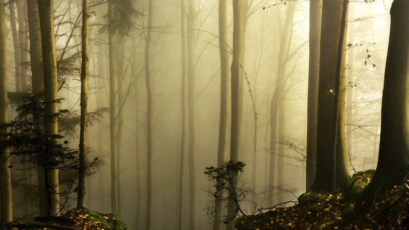 cold temperature, sunlight, season, tree trunk, spooky, woodland, leaf, land, autumn, growth, hazy, woods, forest, mystery, 1080P, beauty In Nature