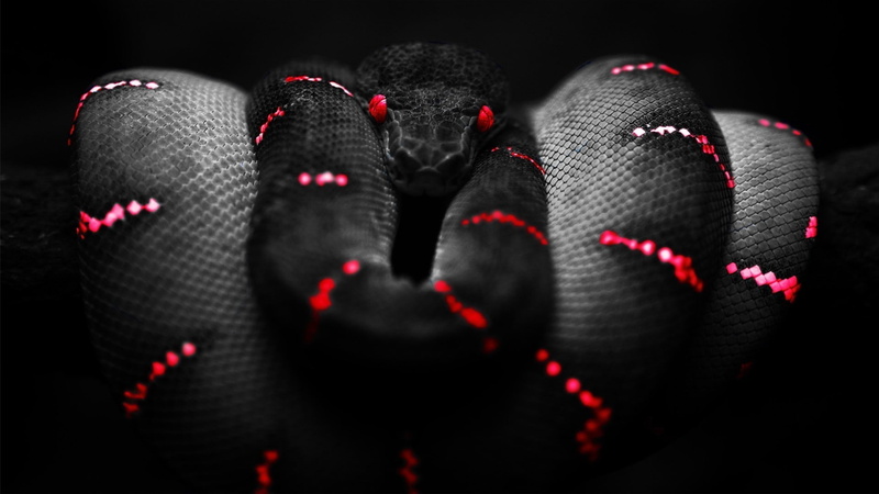 Boa Constrictor, black, red, 1080P, snake