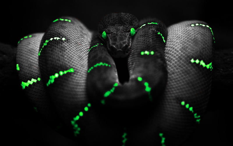 green eyes, Boa constrictor, snake, 720P, selective coloring