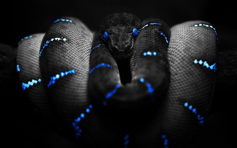 selective coloring, Boa constrictor, animals, snake, 720P