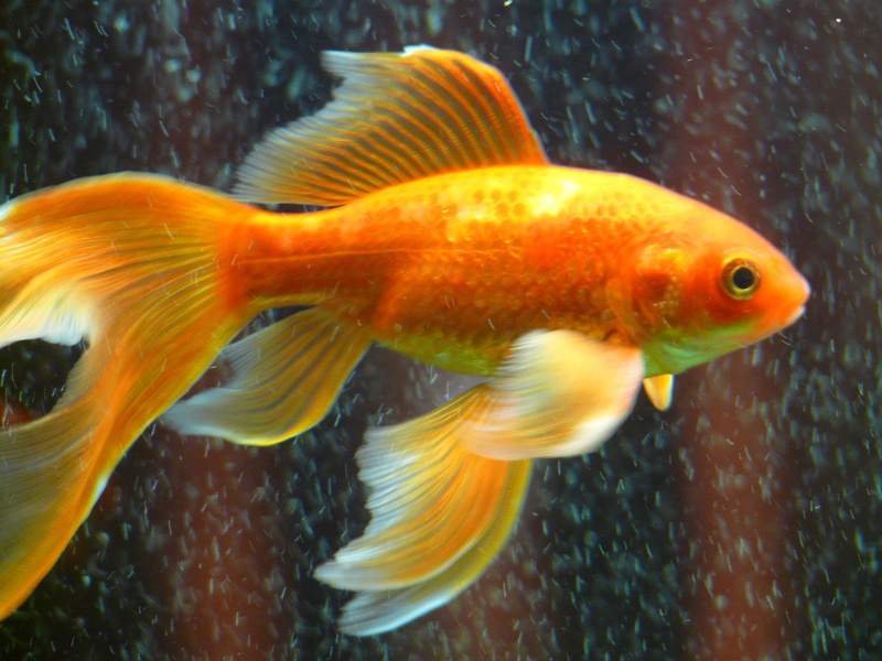 karpfenfisch, aquarium, swimming, close-up, glass - material, goldfish, swim, 2K, animals in the wild, fish, animal themes, yellow, one animal, veiltail
