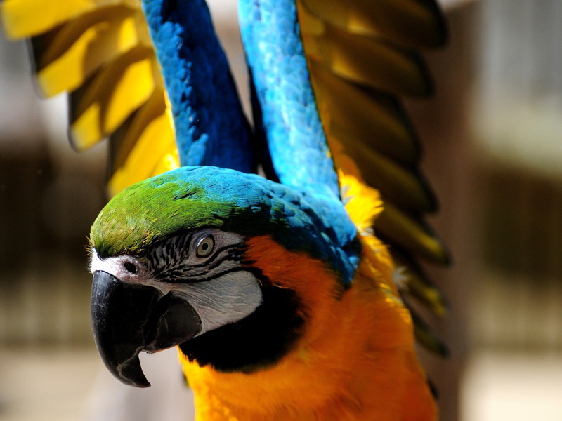 no people, animal, birds, animals in the wild, wings, focus on foreground, colorful, animal head, macaw, beak, animal body part, profile view, 2K, orange