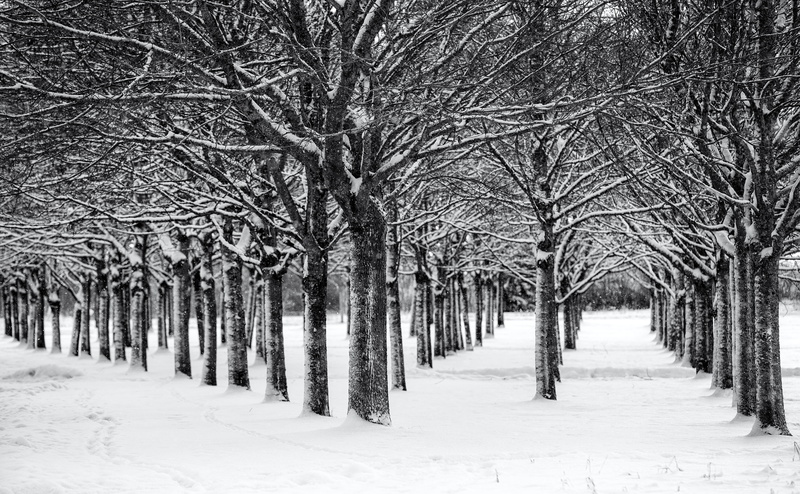 Sala, cold - Temperature, branch, Winter, 5K, Sverige, black And White, Snö, nature, USM, Canon EF, day, Tree, landscape, backe, forest, covered, black