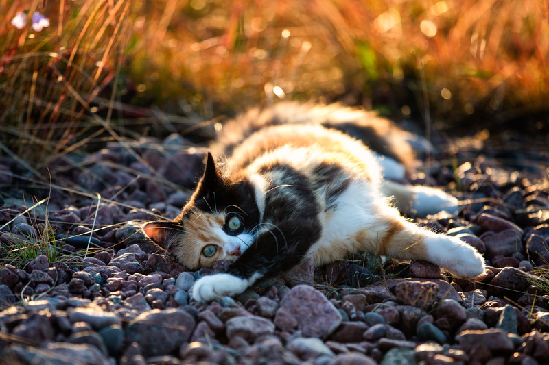 laying, mm, Calico cat, 4K, f/2, Sweden, Västernorrlands län, photo, rock, USM, Sverige, cat, Canon EF, Canon EOS 5D Mark III