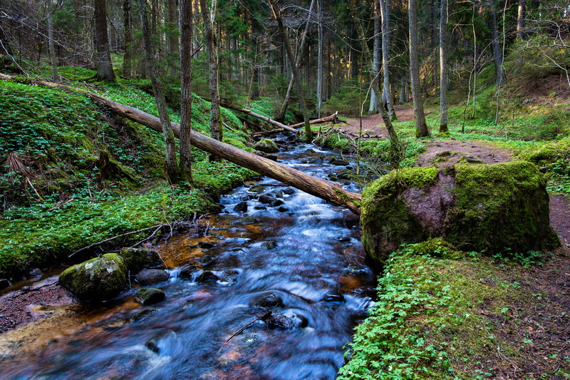 landscape, Getå, moss, USM, stream, Canon EF, tree, photo, F/1.4, Östergötlands län, Sweden, nature, woodland, river, waterfall, mm, water, scenics, Canon EOS 5D Mark III