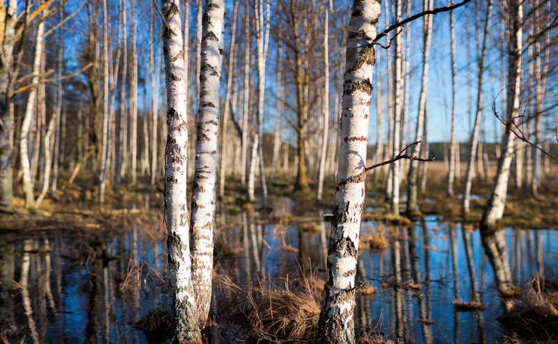 Reflection, Sweden, outdoors, F/1.2, Sverige, trees, Vinter, water  Birch, Träd, nature, woodland, landscape, Uppsala län, birch, Panorama, Canon EF, scenics