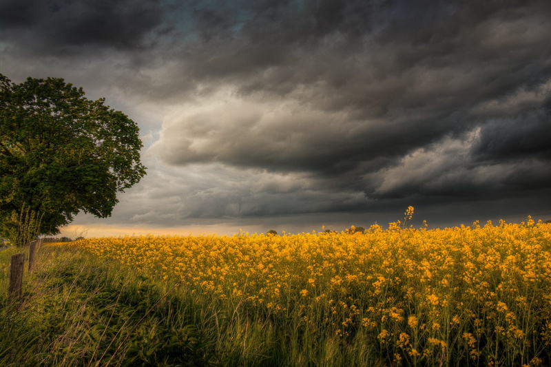 Nature, flower, field, 1080P, flowers, storm, yellow, weather
