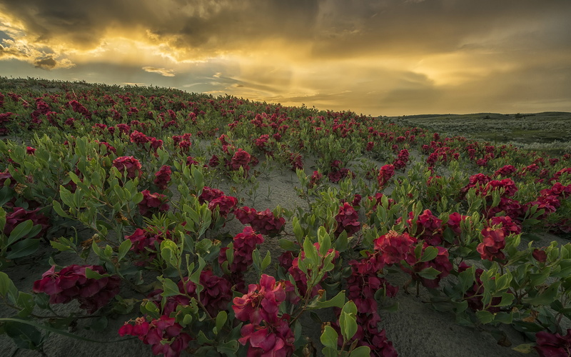 flowers, sunset, 4K, great, landscape, computer, hd, desktop, mobile, phones, canada, southern, saskatchewan, sandhills, red,