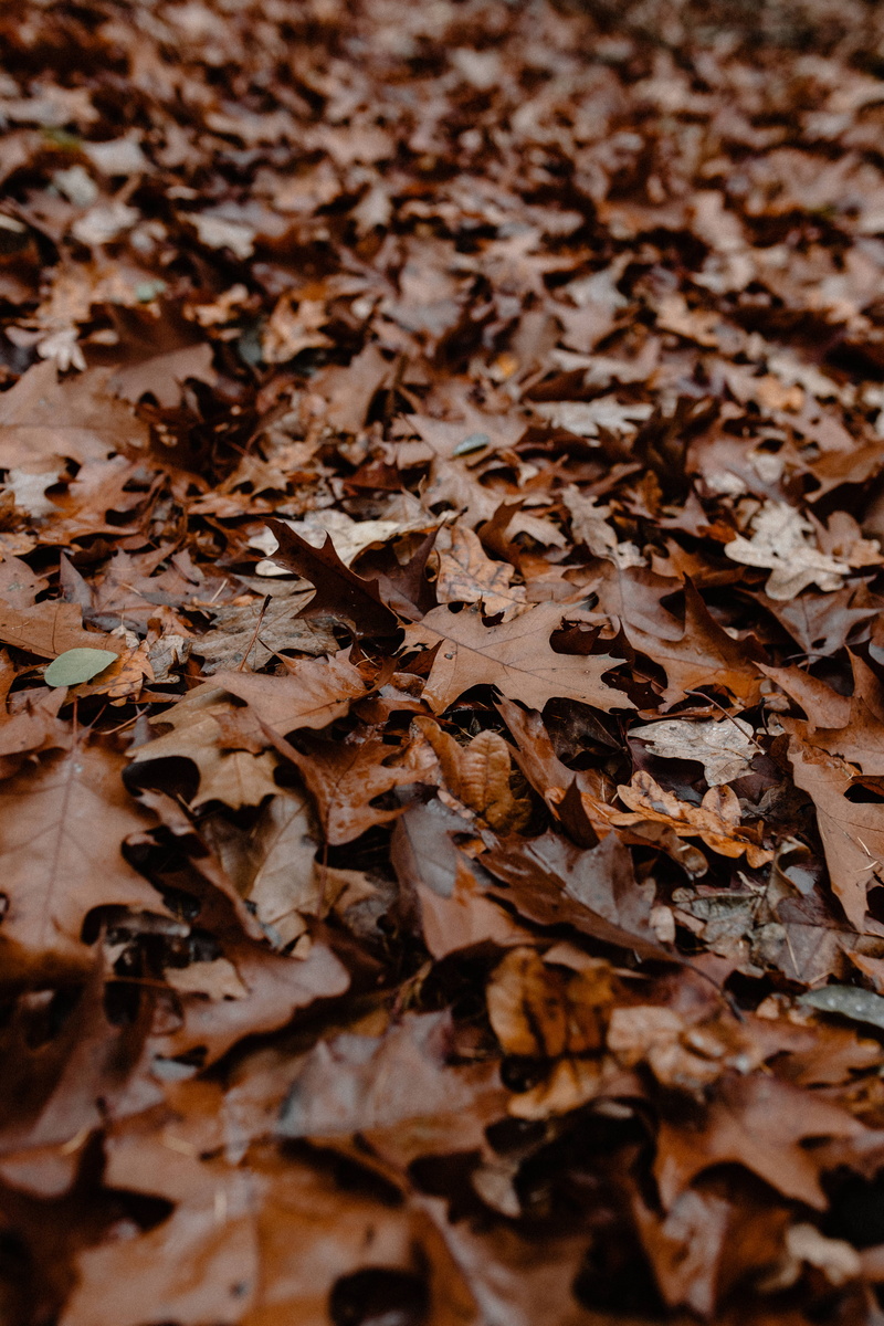 abundance, beauty in nature, day, leaves, forest, high angle view, land, outdoors, surface level, nature, weather, foggy, plant part, autumn, fog, leaf