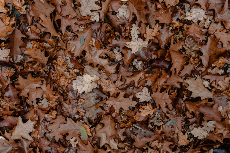 fall, 5K, field, natural condition, close-up, walk, change, falling, brown, large group of objects, full frame, land, maple leaf, foggy, no people, leaves