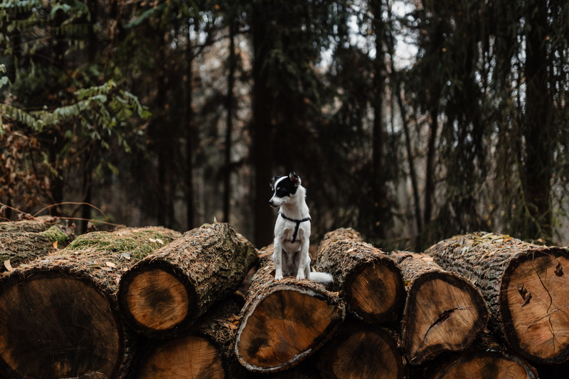 tree, log, wood - material, no people, 5K, field, forest, nature, bark, wood, day, fuel and power generation, one animal, walk, woods, outdoors, firewood