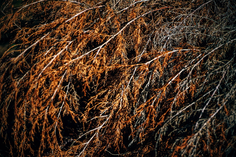fabric, spruce, color, pine, decay, wooden, stump, tree branches, tranquility, tree, rugged, timber, grey, christmas, full frame, natural, day