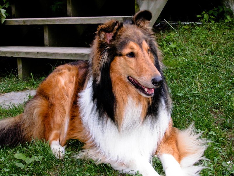 rough, 2K, collie, animals, fghj