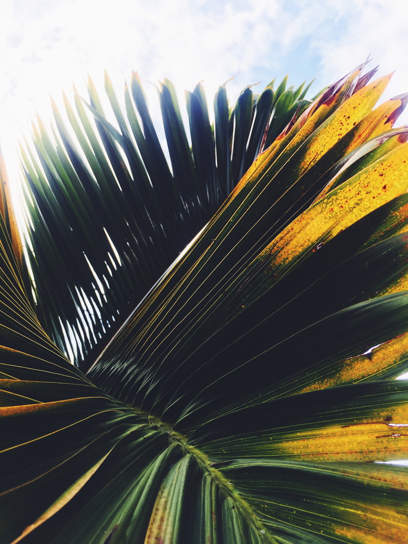 texture, color, maui county, aloha, island, natural pattern, leaves, freshness, day, beauty in nature, plant, palm leaf, plant part, green, tropical climate