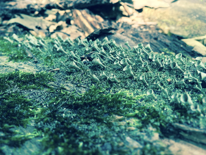 outdoors, seafoam, no people, united states, land, growth, field, selective focus, plants, high angle view, backgrounds, micro, duluth, surface level, forest floor