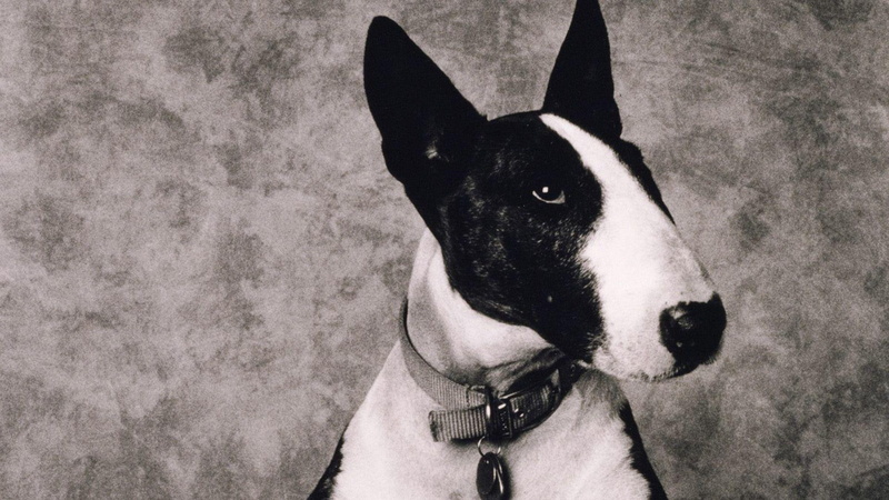 black and white dog, terrier, black, white, bull, day, nature, picture, 1080P, pets, puppies, 3d and abstract, bull terrier, animals