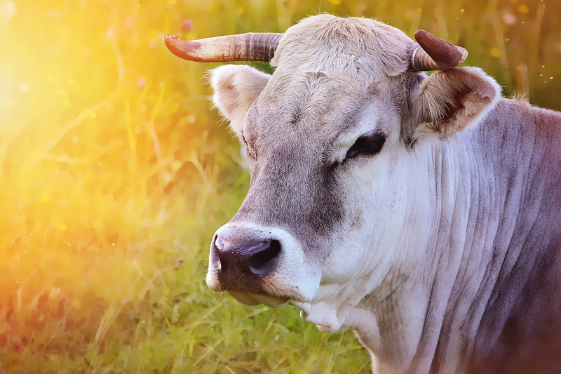 farm, domestic animals, rural Scene, close-up, cattle, horns, pasture, mammal, animal wildlife, out, grass, animal themes, land, animals And Pets, vertebrate