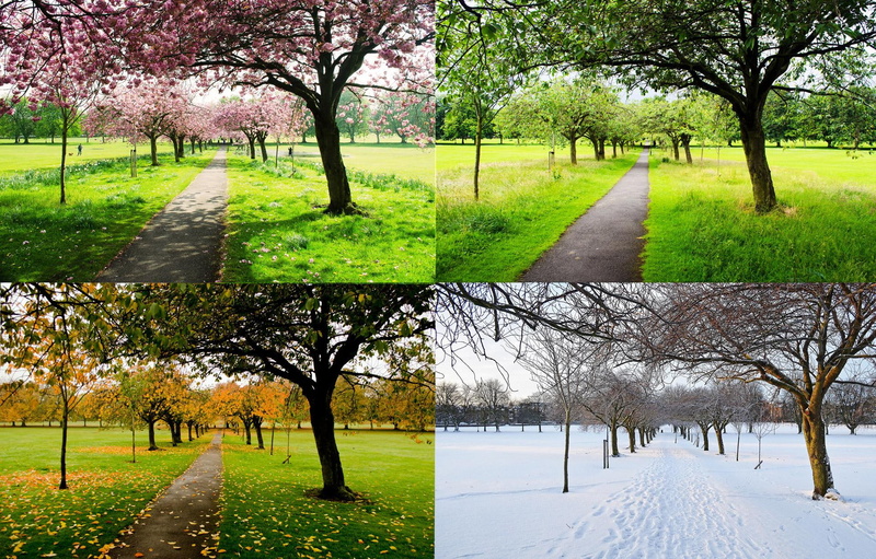 four, trees, seasons, 1080P, nature, 3d and abstract